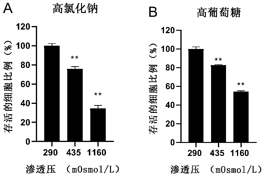 Gum-based chewing tobacco containing radix ophiopogonis extract and preparation method of gum-based chewing tobacco