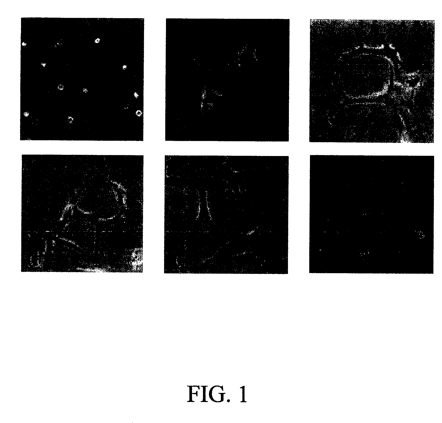 In vitro assay for evaluation of angiogenic effects