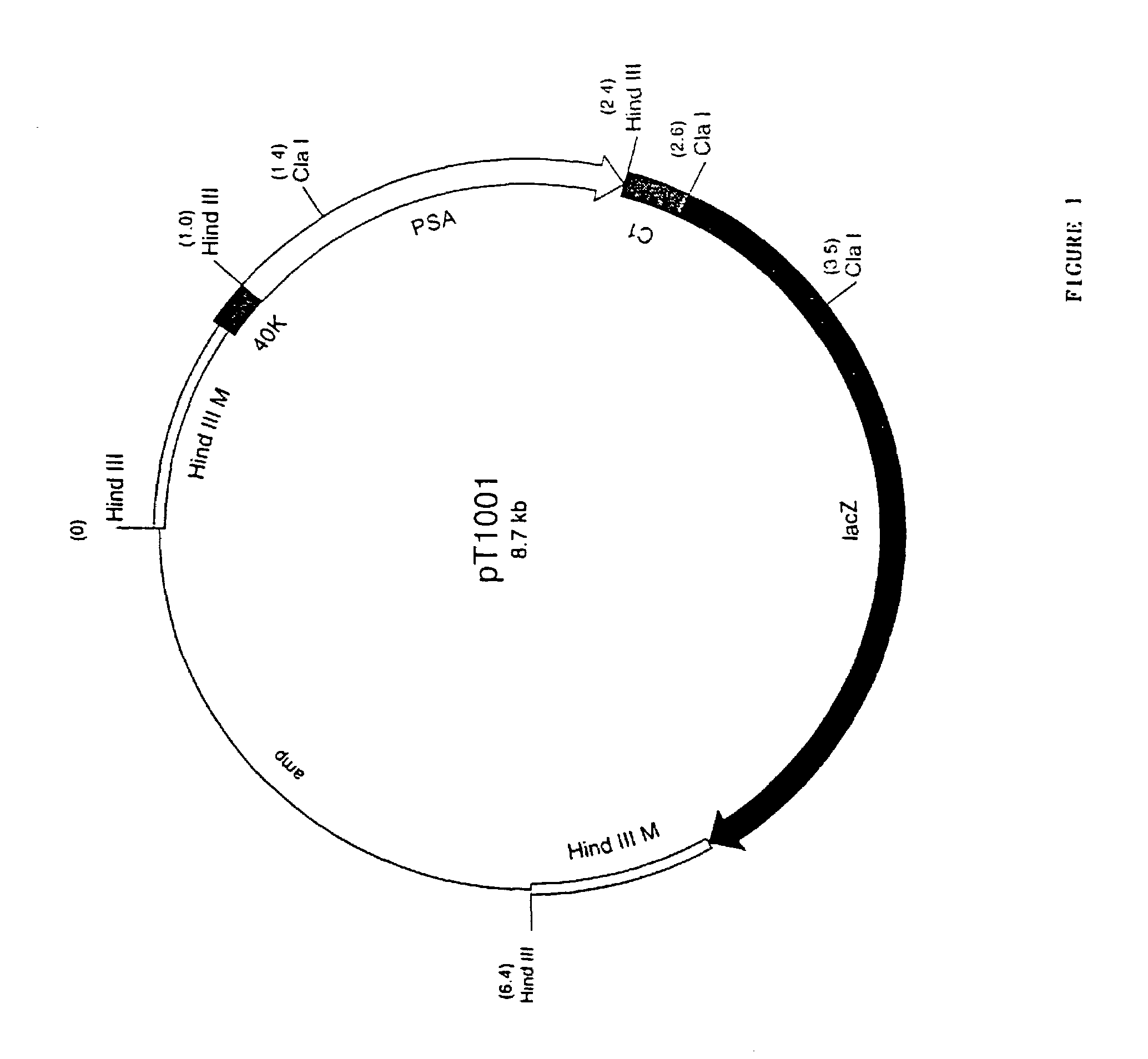 Recombinant pox virus for immunization against tumor-associated antigens