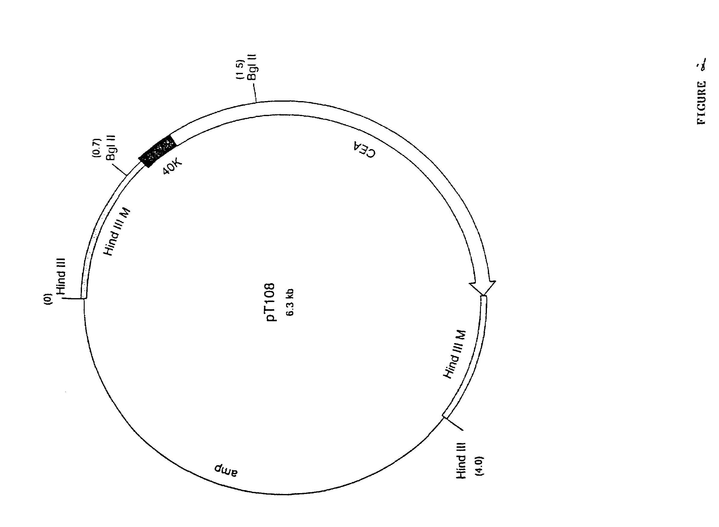 Recombinant pox virus for immunization against tumor-associated antigens