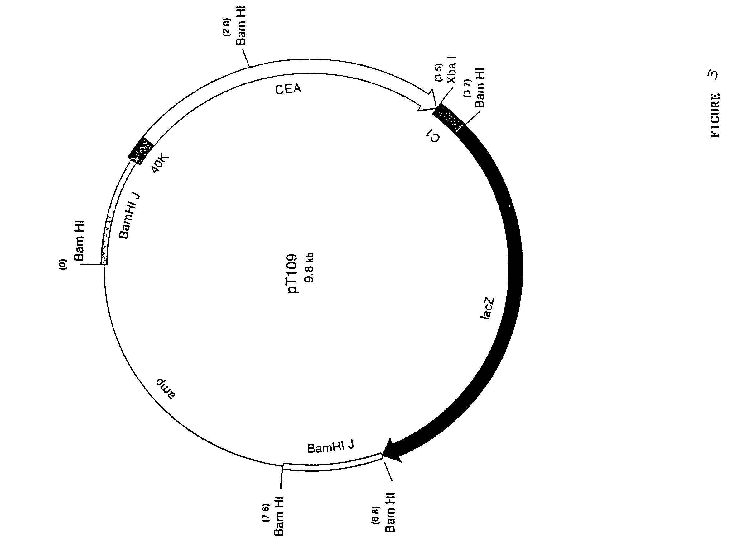 Recombinant pox virus for immunization against tumor-associated antigens