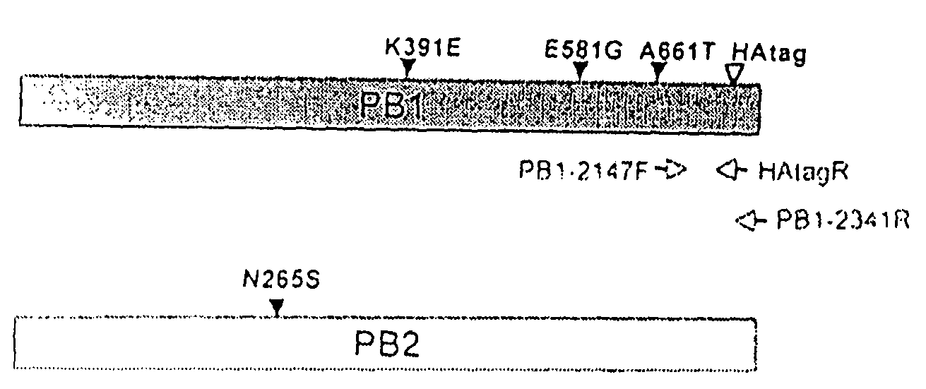 Avian influenza virus live attenuated vaccine and uses thereof