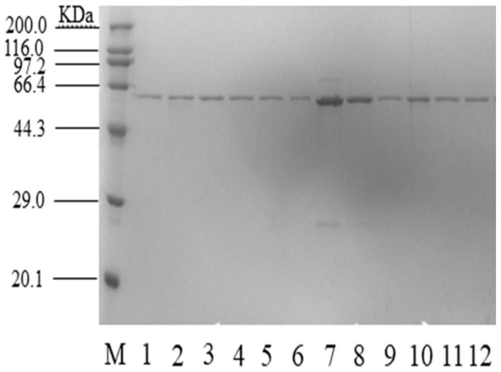 A kind of sucrose isomerase mutant with improved stability and its construction method