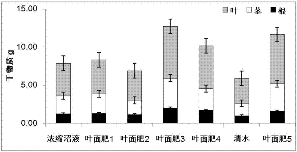 Seedling-period concentrated biogas slurry leaf fertilizer applicable to cotton transplanting and application thereof