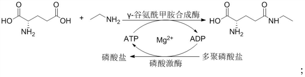 A kind of synthetic method of L-theanine