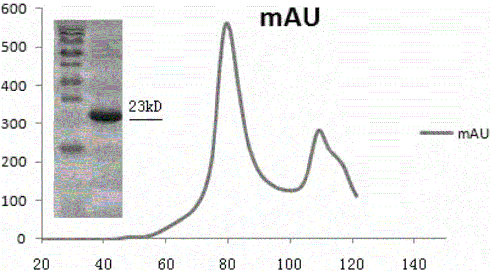 Monoclonal antibody for detecting porcine C-reactive protein (CRP)