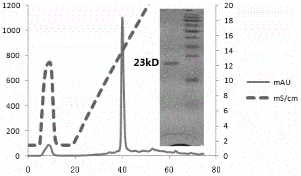 Monoclonal antibody for detecting porcine C-reactive protein (CRP)