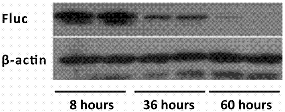 A mouse model capable of in vivo imaging monitoring of NF-κB activity in the liver and its construction method