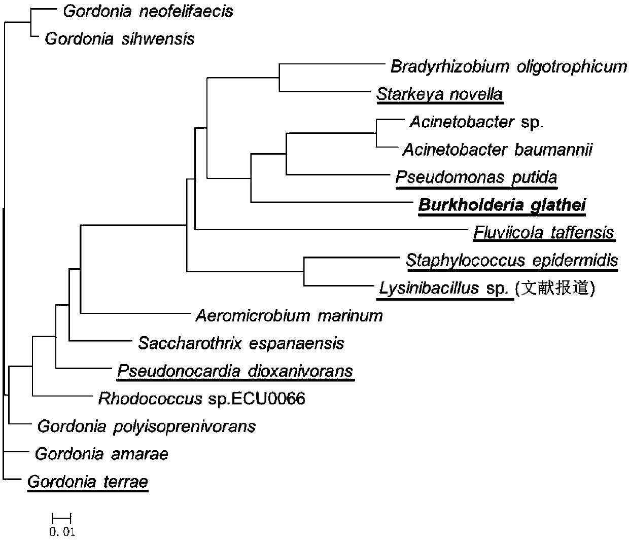 Burkholderia and its application