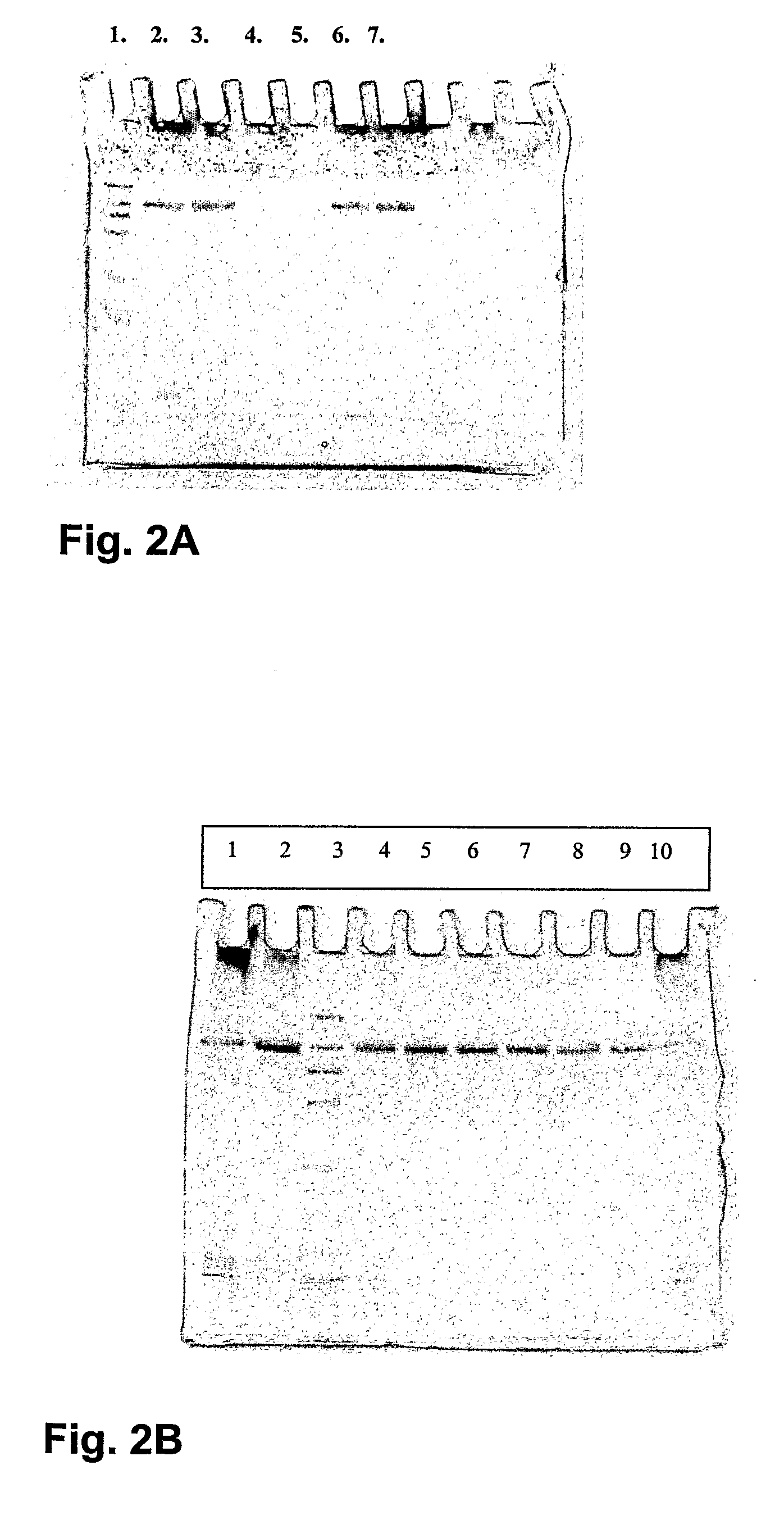 Novel Iaccase Enzymes and Their Uses