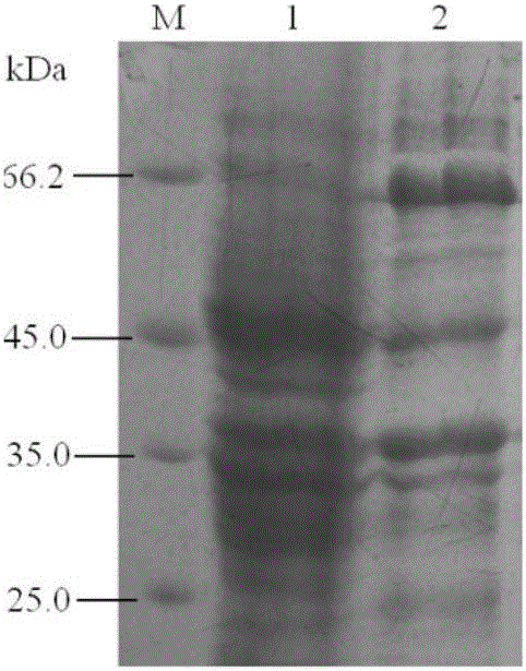 Construction and application of strains of over-expression Tm-AHAS-CSU