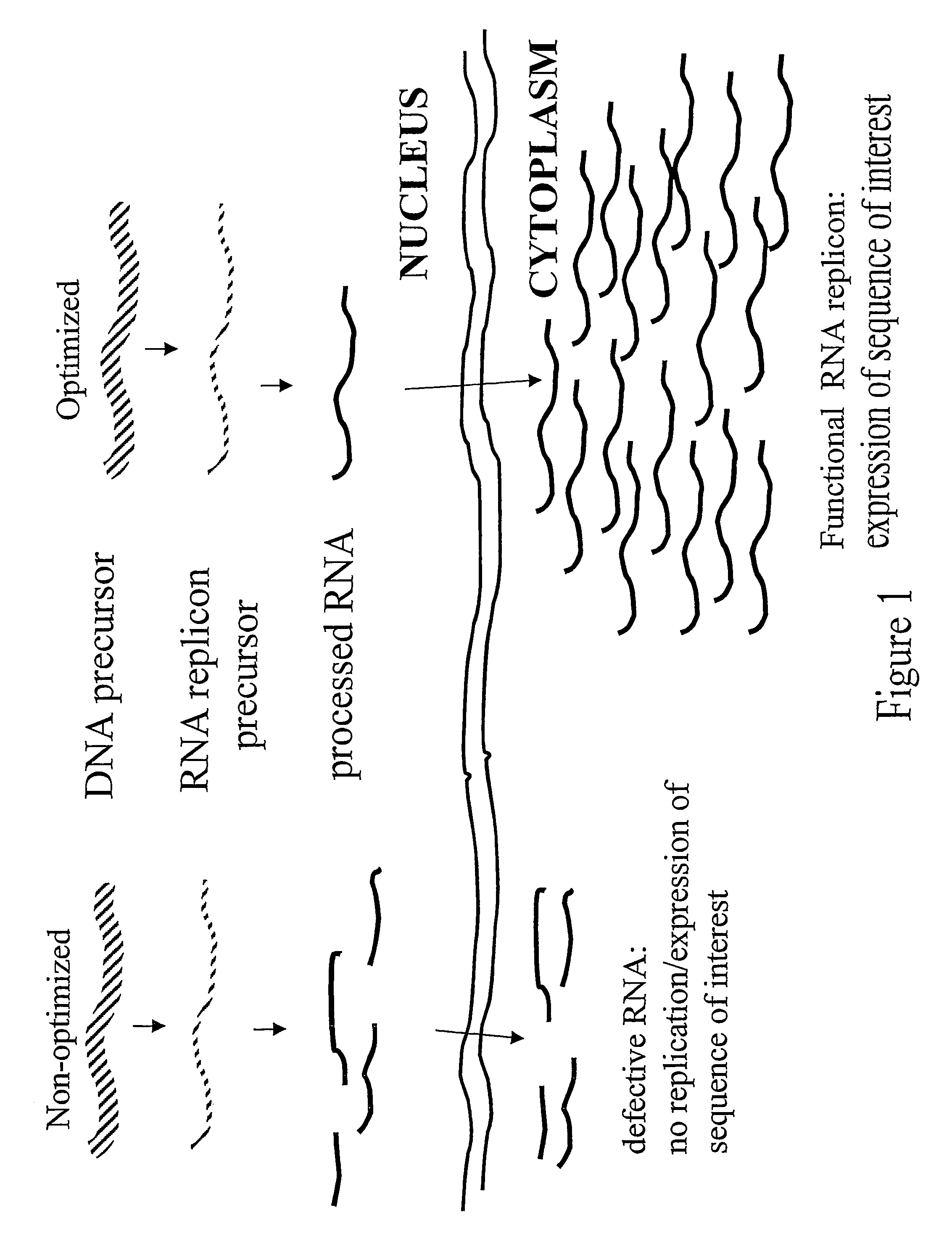 RNA virus-derived plant expression system