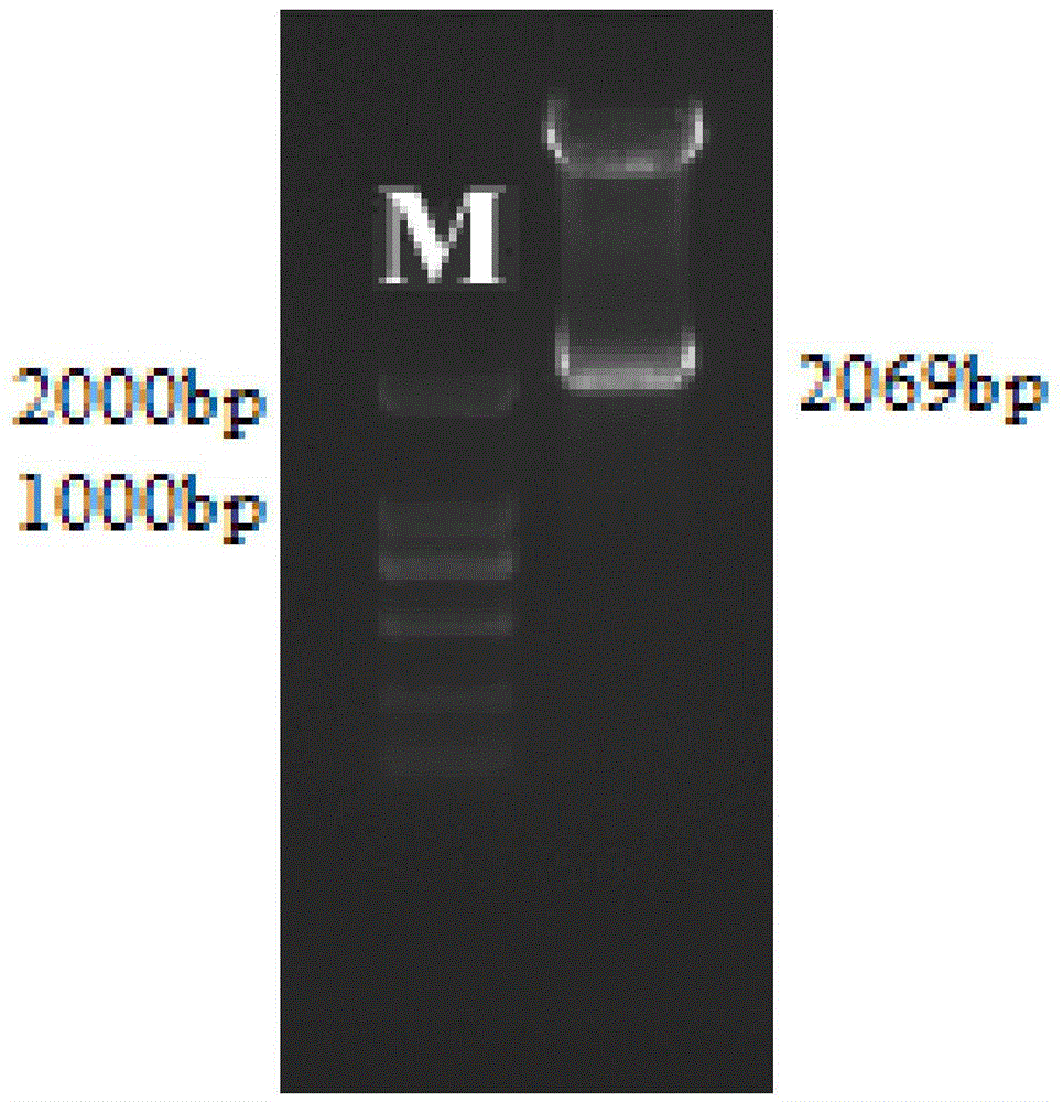 Rice non-endosperm expression promoter SAFES3 and application thereof