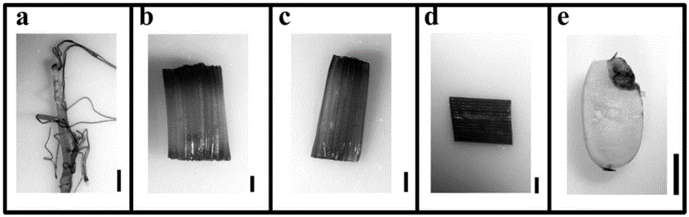 Rice non-endosperm expression promoter SAFES3 and application thereof