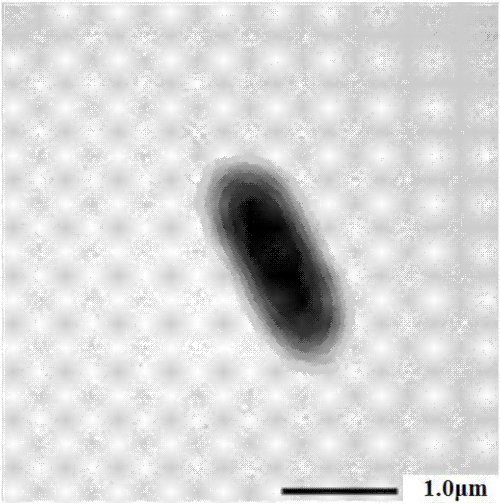 Triclocarban degrading bacterial strain and application thereof