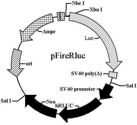 Preparation method and application of dual luciferase reporter expression vector pFireRluc