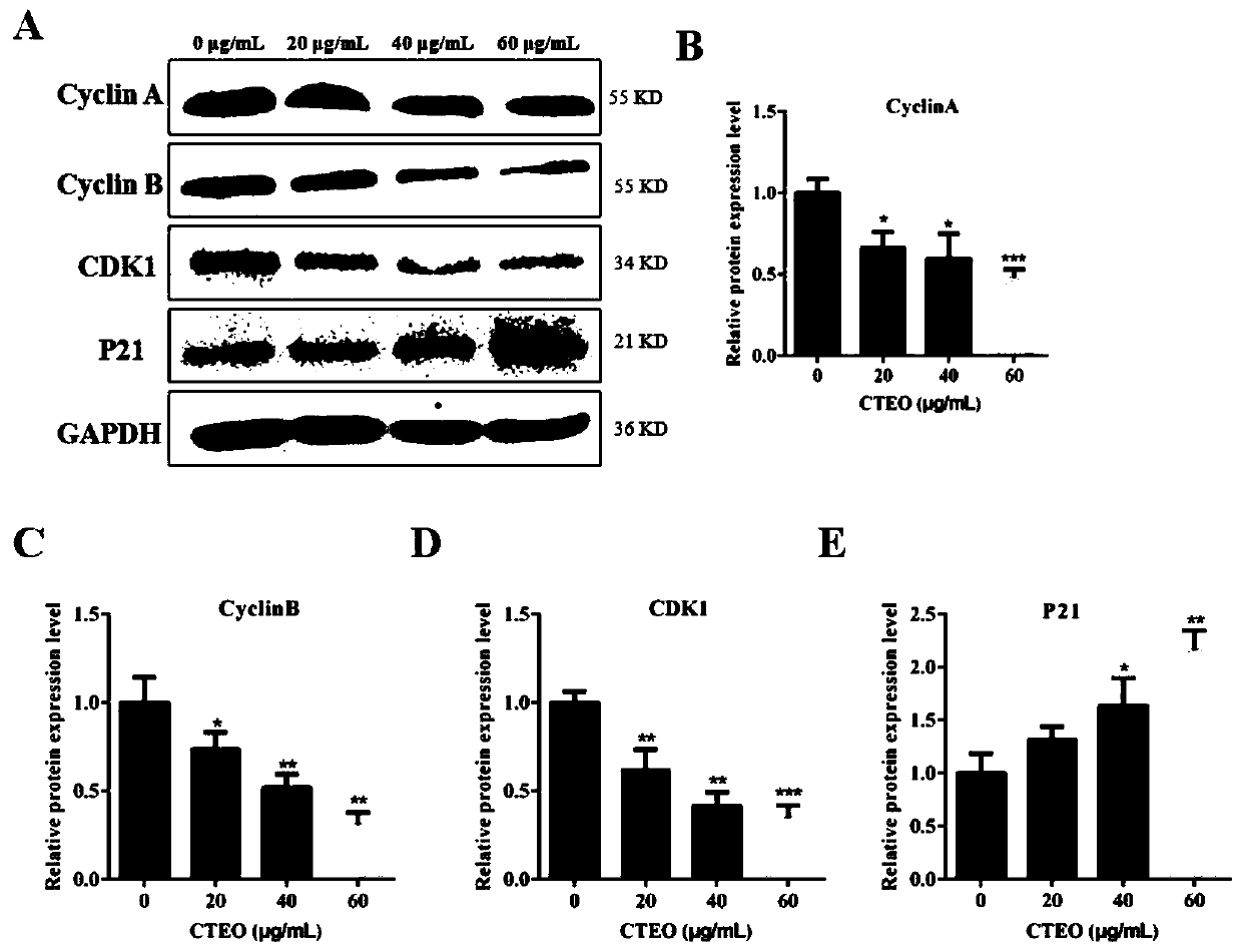 Separation and extraction method of croton essential oil, and application