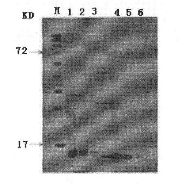 Diagnostic kit containing anti-dog hemoglobin monoclonal antibody and application thereof