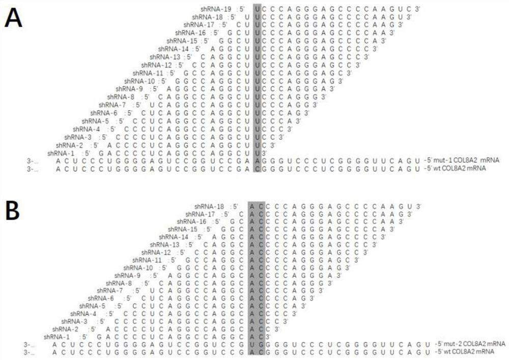 Oligonucleotide, virus vector, application of oligonucleotide or virus vector, and RNAi medicinal preparation