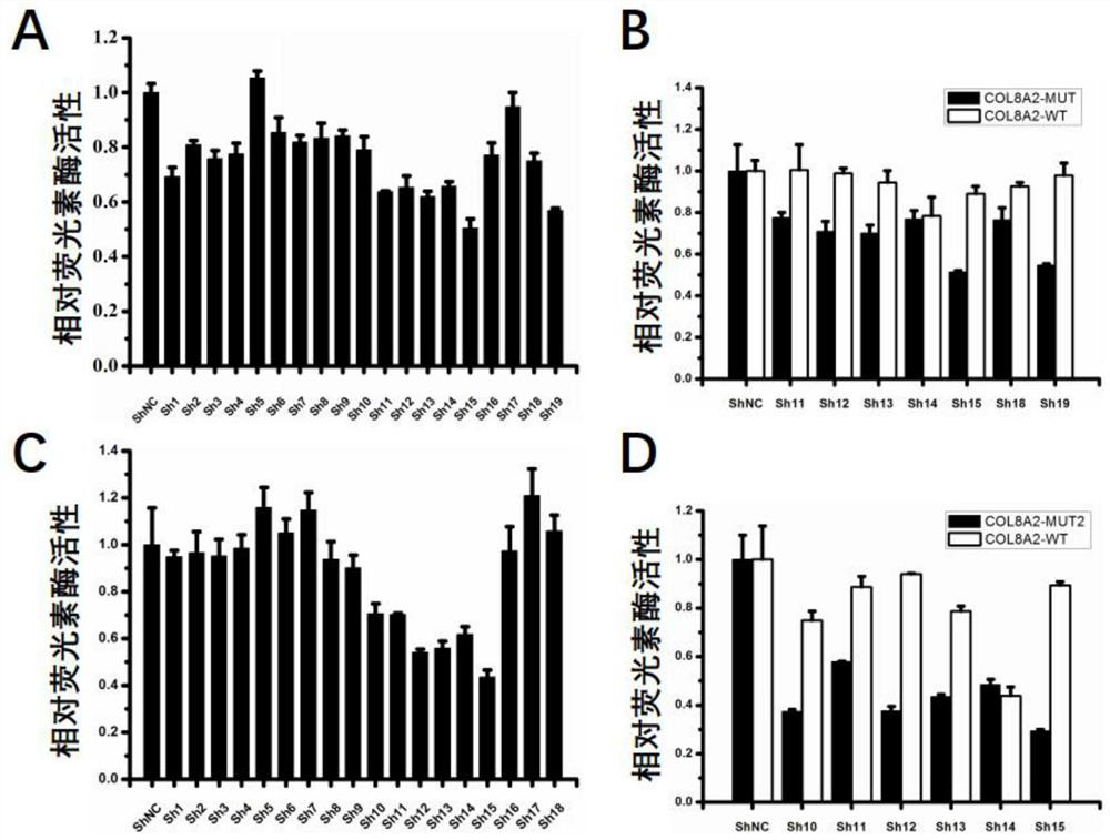 Oligonucleotide, virus vector, application of oligonucleotide or virus vector, and RNAi medicinal preparation