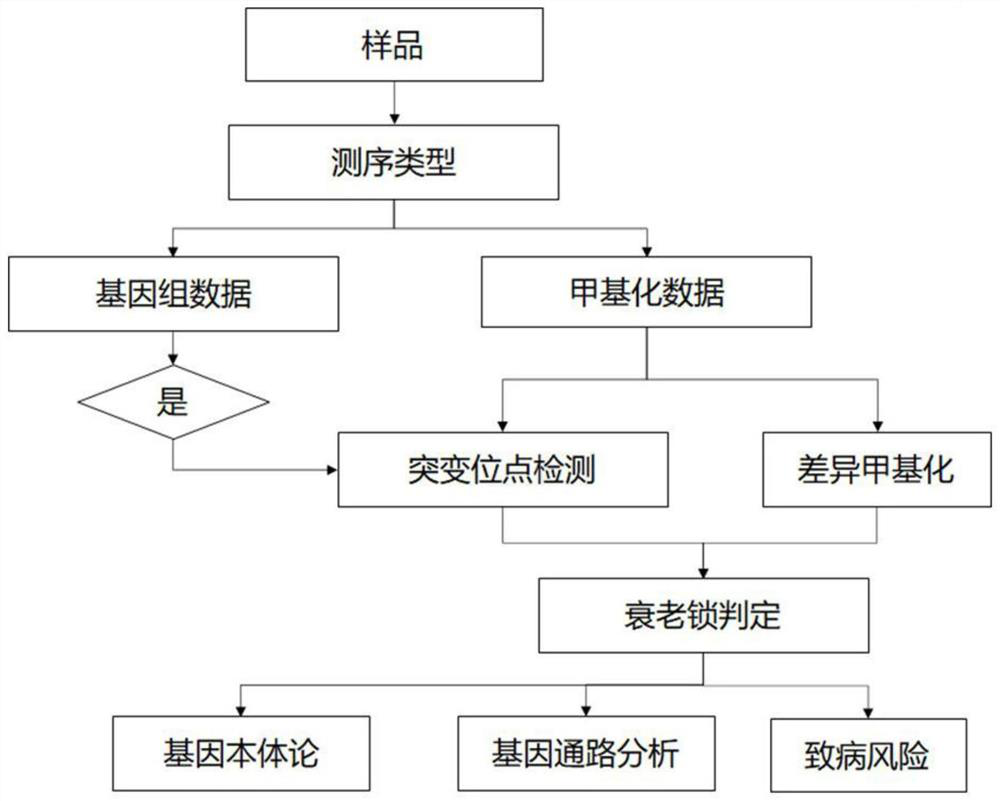 Method for judging aging degree based on gene mutation and DNA methylation characteristics