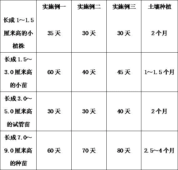 Hybridization breeding and rapid propagation method of anthurium