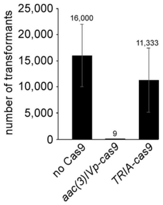 A method for enhancing genome editing efficiency of Streptomyces and its application