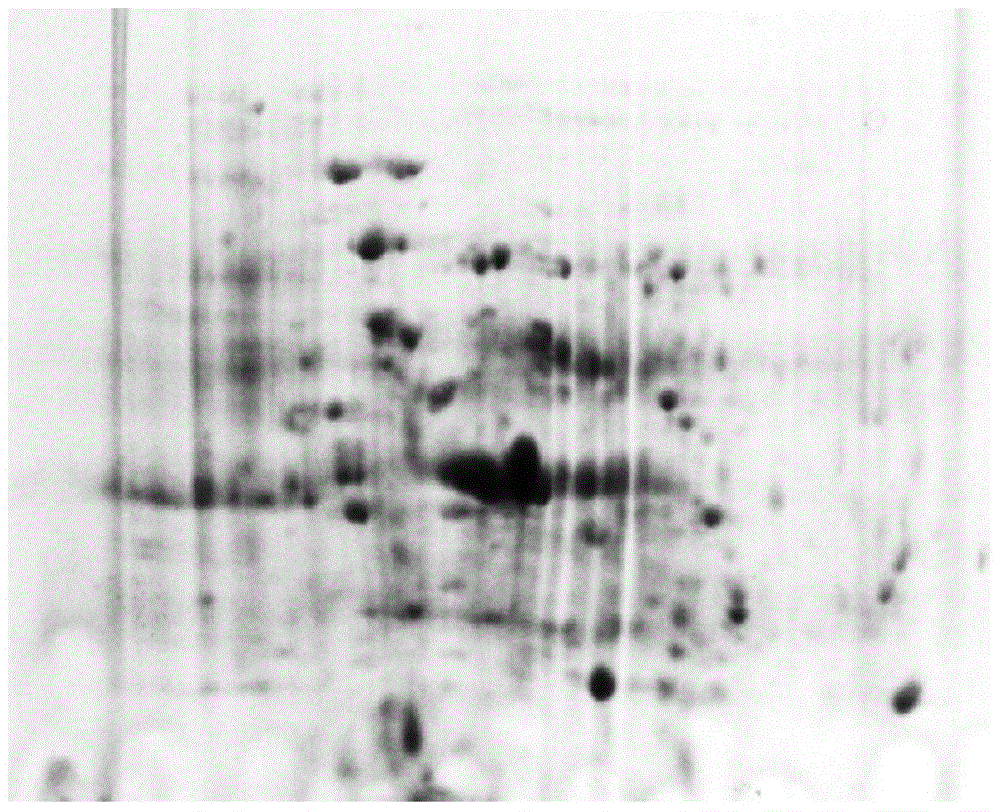 Extraction method of biological membrane proteins and preparation method of electrophoresis sample