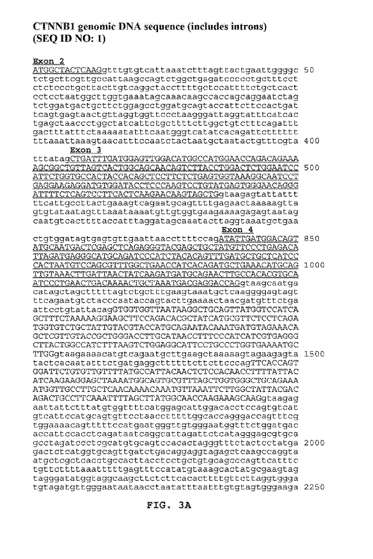 Use of beta-catenin as a biomarker for treating cancers using Anti-dkk-1 antibody