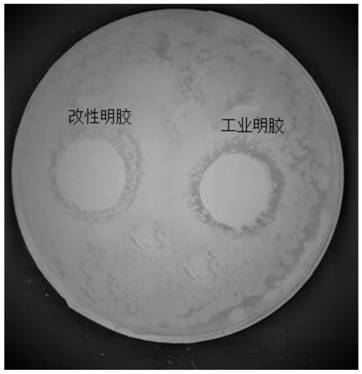 Method for improving jelly strength of gelatin