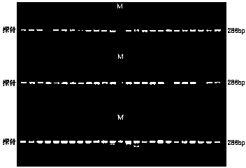 Preparation method of double-stranded DNA probe for liquid-phase hybrid capture and sequencing