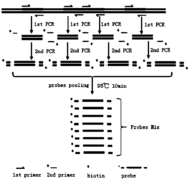 Preparation method of double-stranded DNA probe for liquid-phase hybrid capture and sequencing