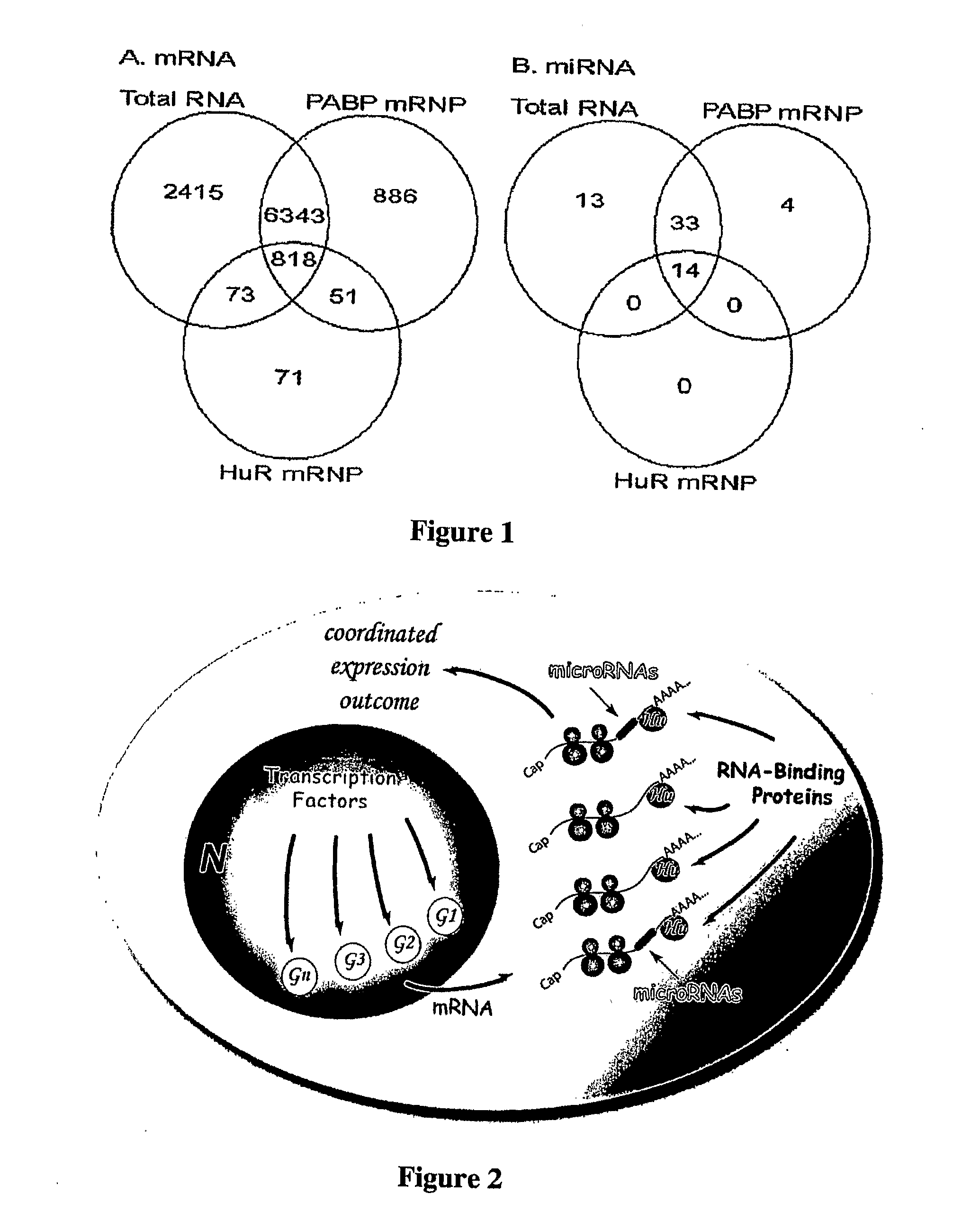 Methods for In Vivo Identification of Endogenous mRNA Targets of MicroRNAs