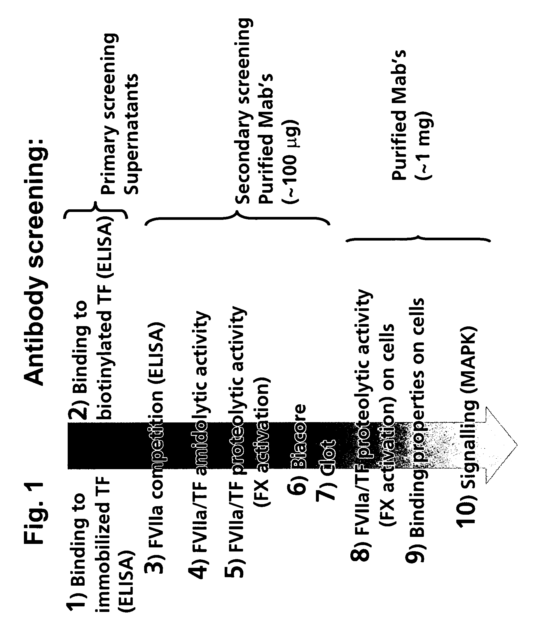 Human tissue factor antibodies