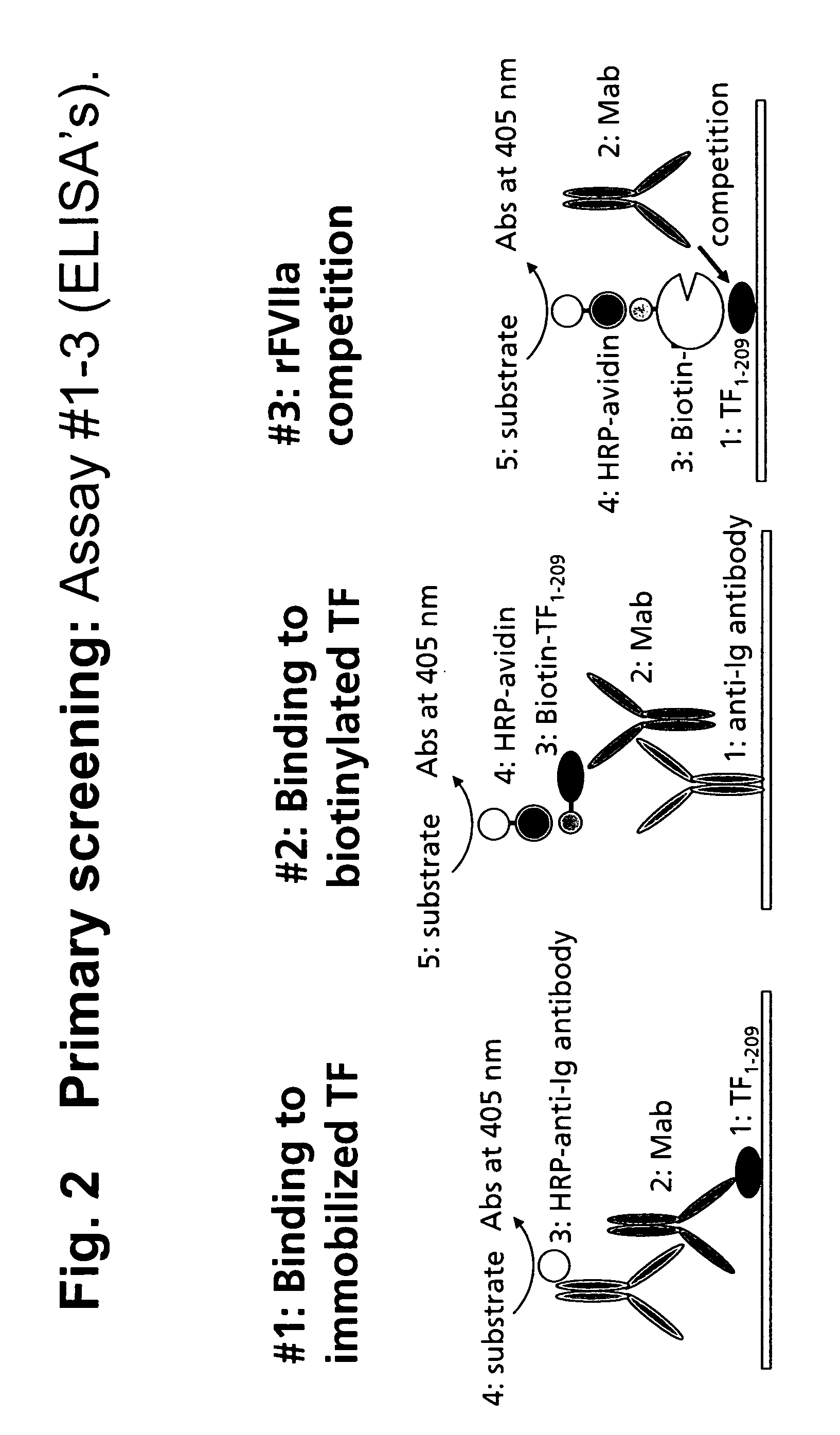 Human tissue factor antibodies