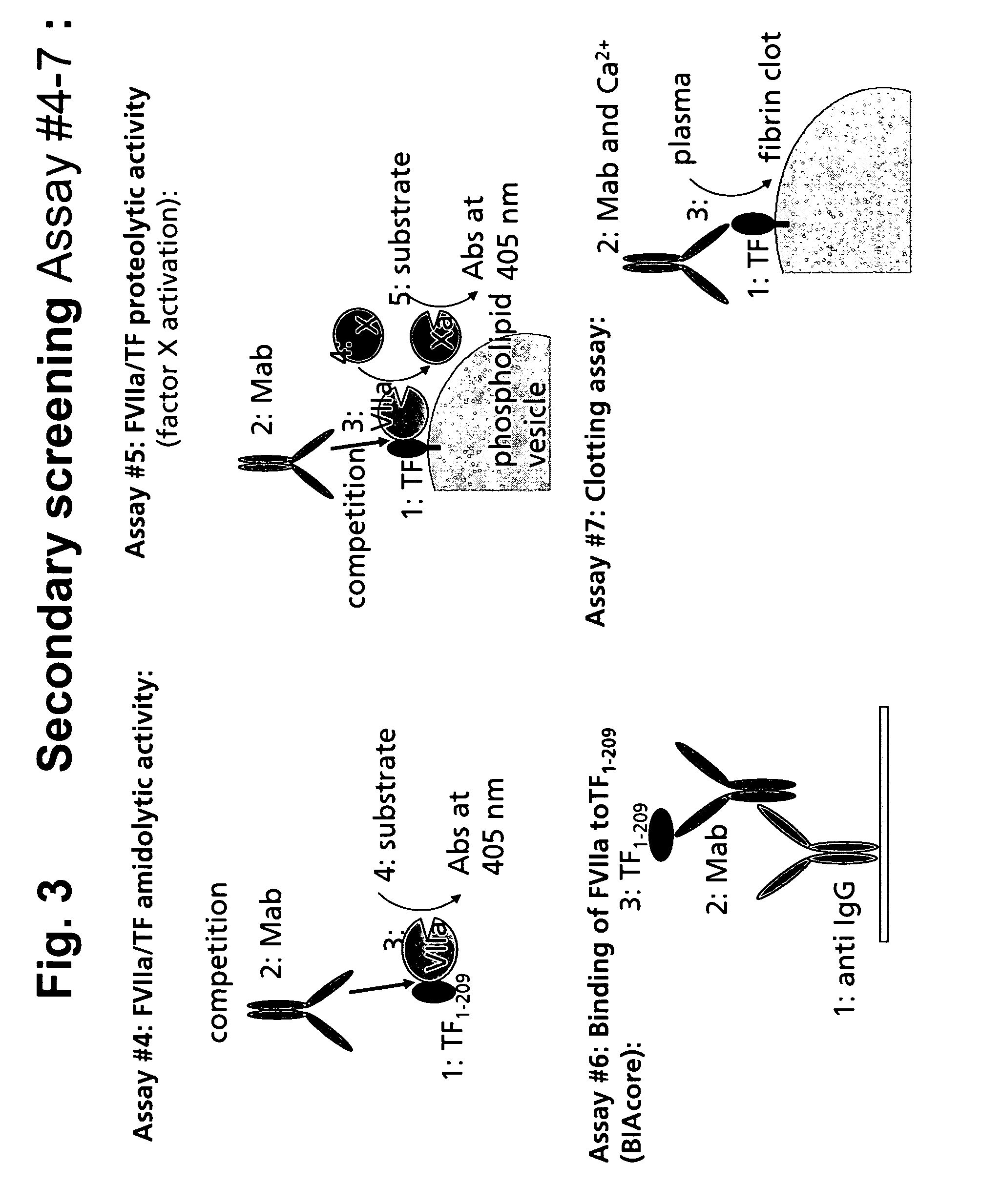 Human tissue factor antibodies