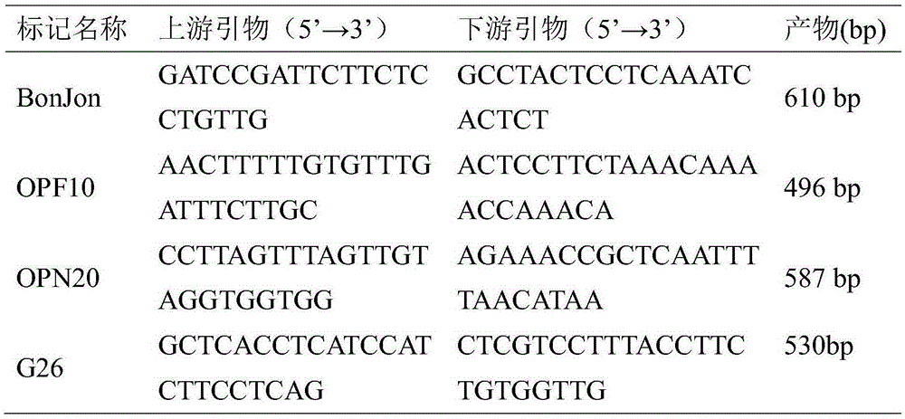 Improved cabbage type oilseed rape radish cytoplasmic male sterility restoring line and improvement method thereof