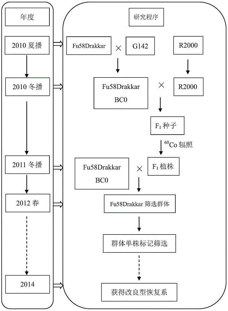 Improved cabbage type oilseed rape radish cytoplasmic male sterility restoring line and improvement method thereof