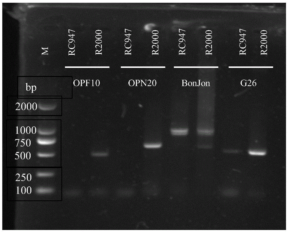 Improved cabbage type oilseed rape radish cytoplasmic male sterility restoring line and improvement method thereof