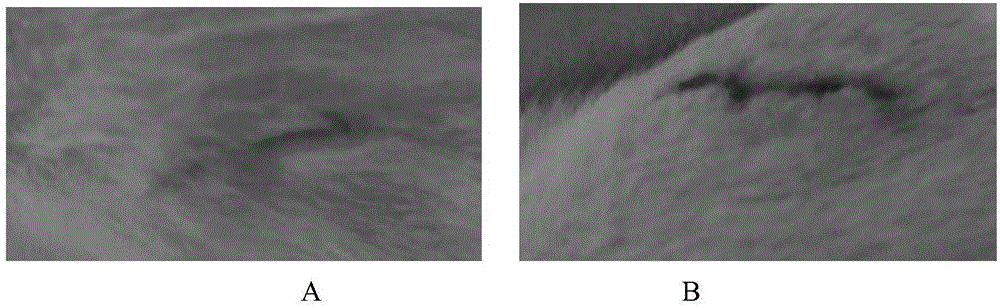 Binder prepared from giant salamander mucus and preparation method thereof