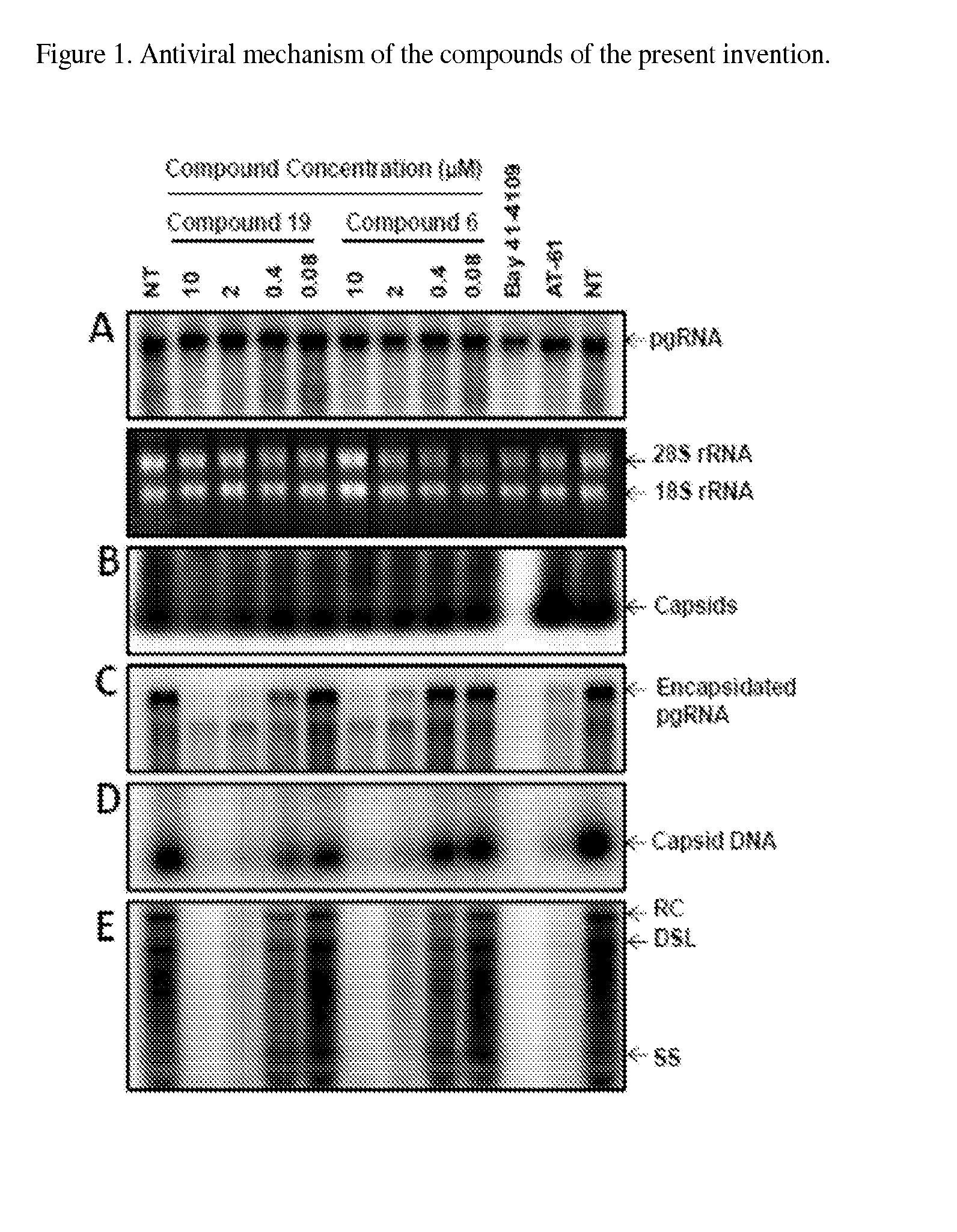 Functionalized benzamide derivatives as antiviral agents against hbv infection