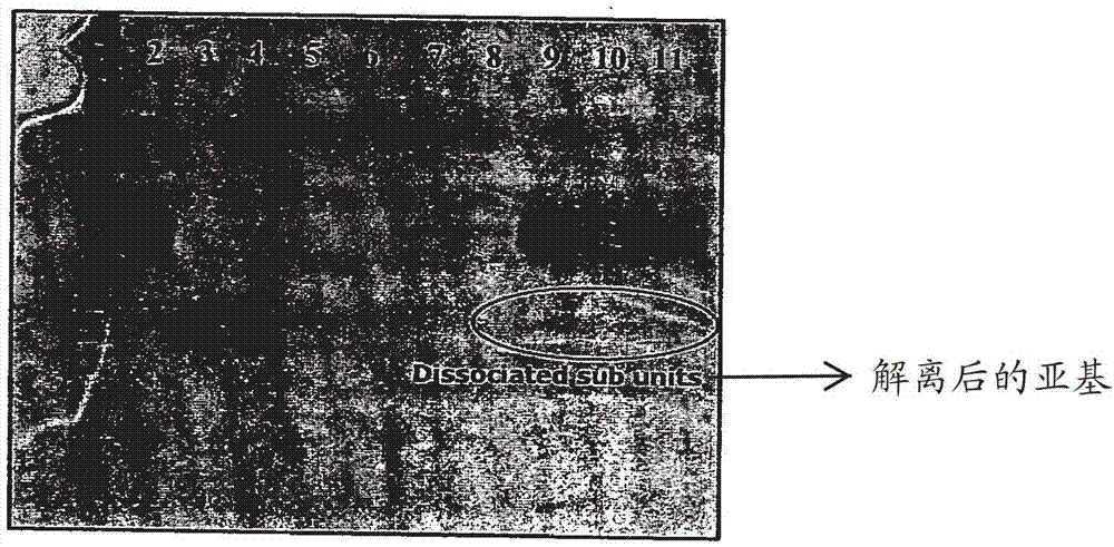 Liquid formulation of follicle stimulating hormone