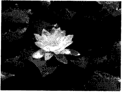 Method for detecting region of interest in complicated natural environment