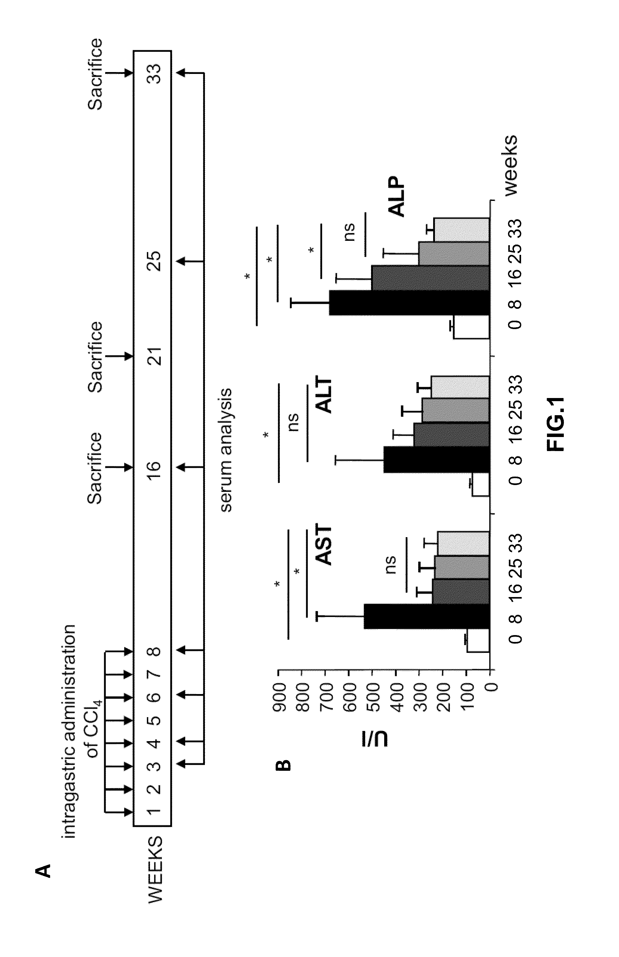 Methods and compositions for the treatment of cirrhosis and liver fibrosis