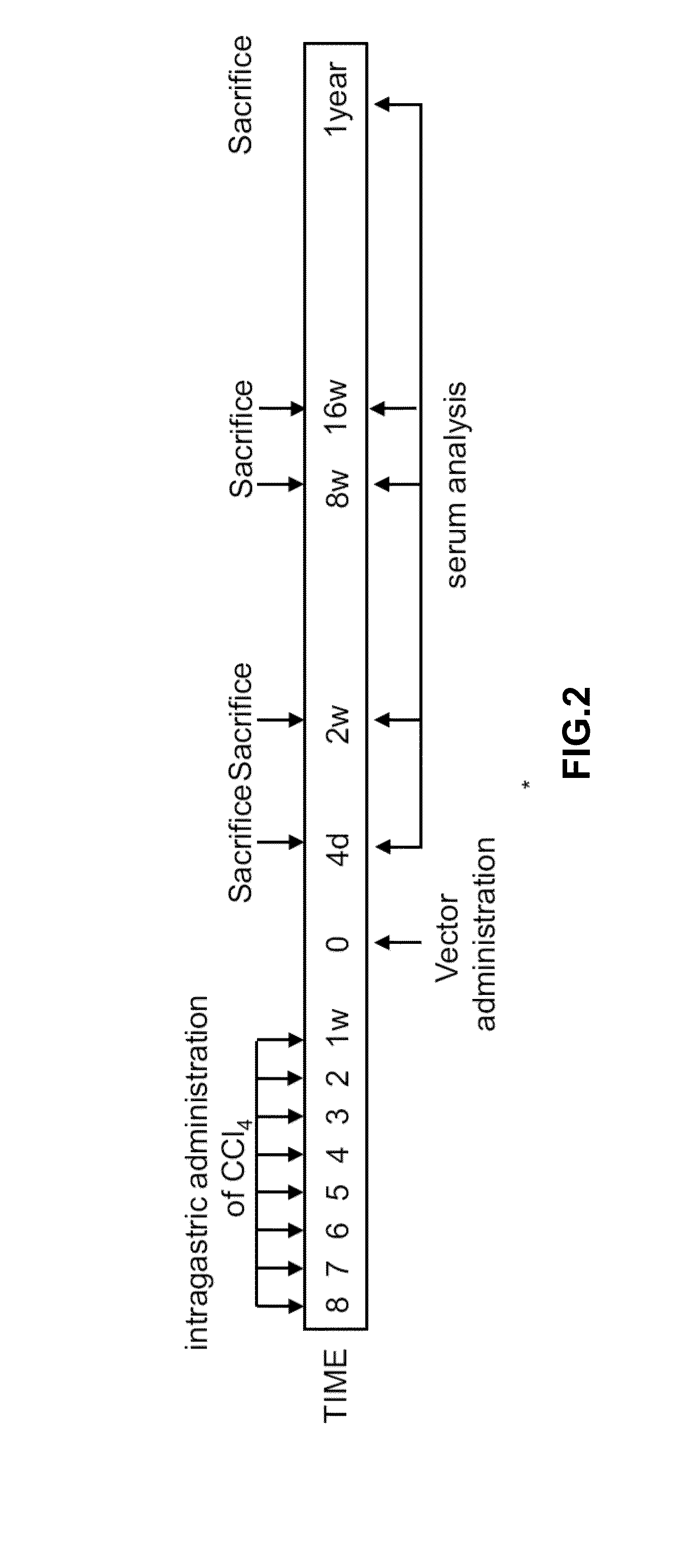 Methods and compositions for the treatment of cirrhosis and liver fibrosis