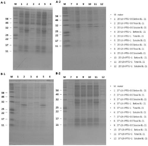 MSLN (Mesothelin) specific fluorescent probe and application thereof