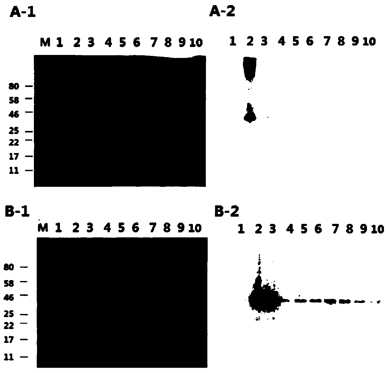 MSLN (Mesothelin) specific fluorescent probe and application thereof