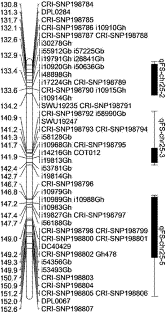 SNP molecular markers related to fiber strength of upland cotton 25# chromosome