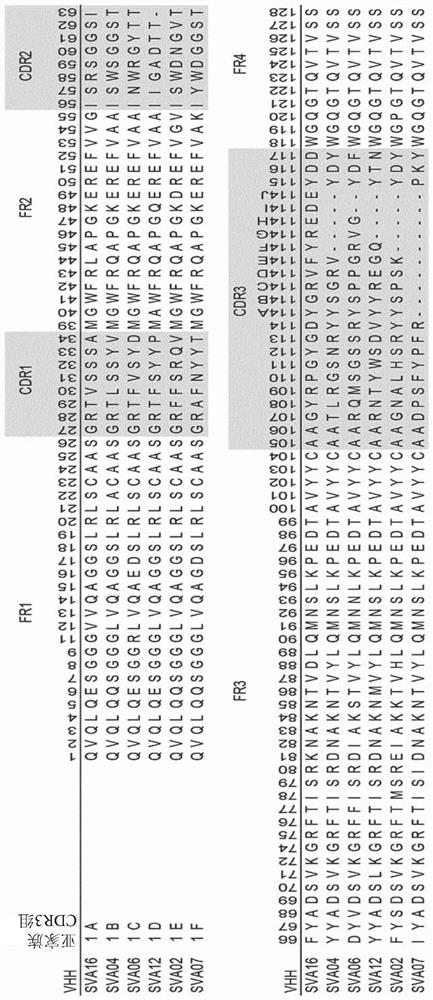 Single domain antibodies binding to tetanus neurotoxin