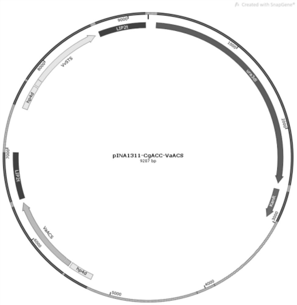 Engineering bacterium for biosynthesizing resveratrol by taking L-tyrosine as substrate, construction and application